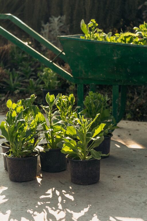 Tips for Creating a Sustainable Home Garden on a Budget